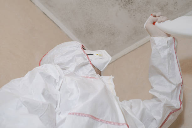 Mold Removal and Inspection in Snead, AL