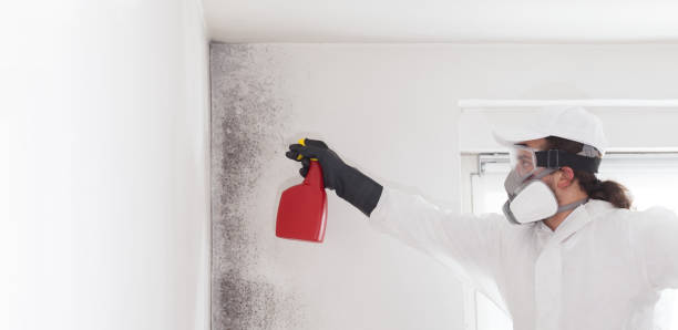 Best Attic Mold Removal  in Snead, AL